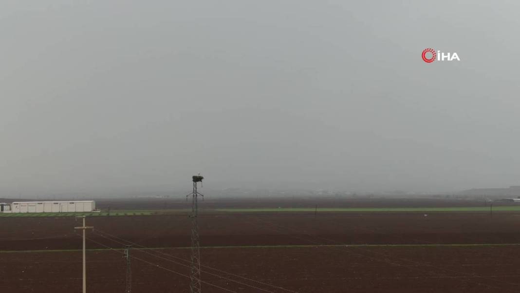 O kentte yüksek gerilim hattı direklerinde şoke eden görüntüler! 5 bin kilometre yoldan geldiler 14